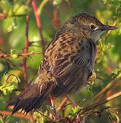 Common Grasshopper Warbler