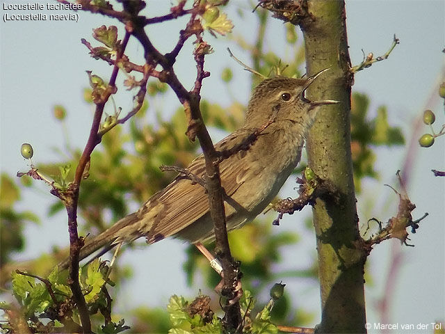 Common Grasshopper Warbler