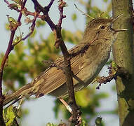 Common Grasshopper Warbler