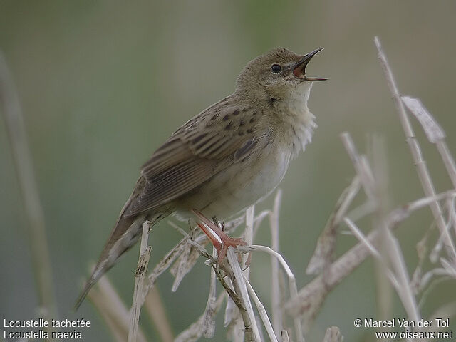 Common Grasshopper Warbler male adult