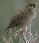 Common Grasshopper Warbler