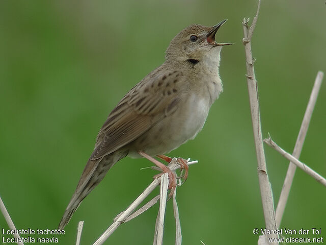 Common Grasshopper Warbler male adult