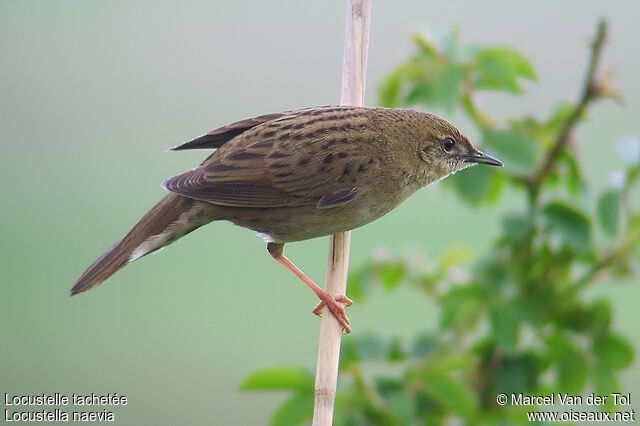 Common Grasshopper Warbler male adult