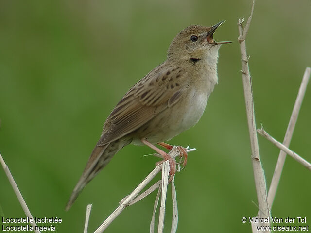 Common Grasshopper Warbler male adult