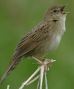 Common Grasshopper Warbler