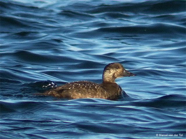 Common Scoter