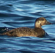 Common Scoter