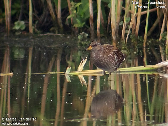 Spotted Crake