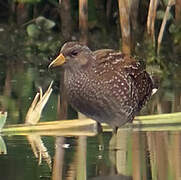 Spotted Crake