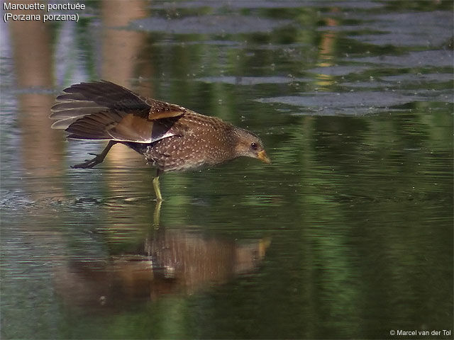 Spotted Crake