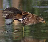 Spotted Crake