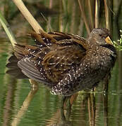 Spotted Crake