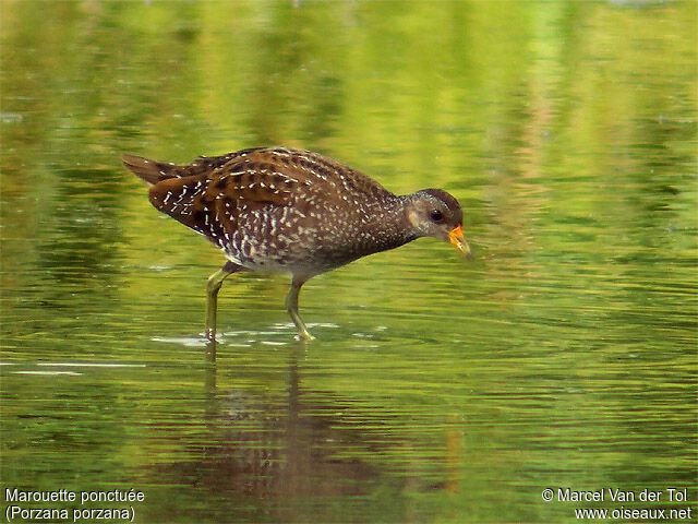 Spotted Crake