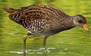 Spotted Crake