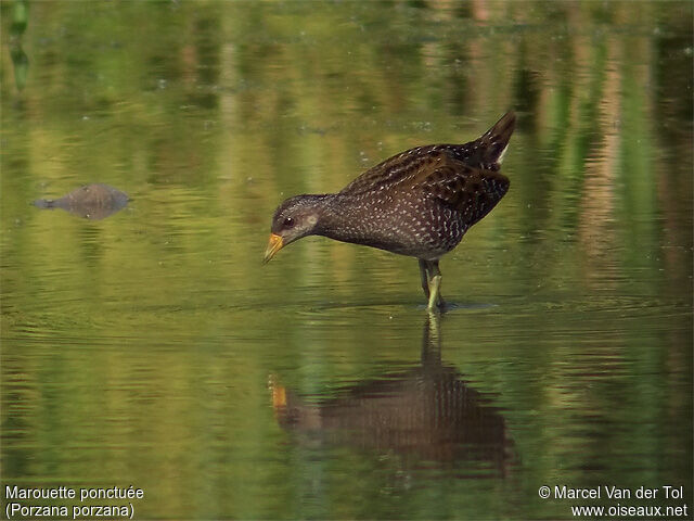 Spotted Crake