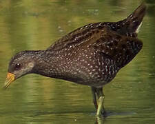 Spotted Crake