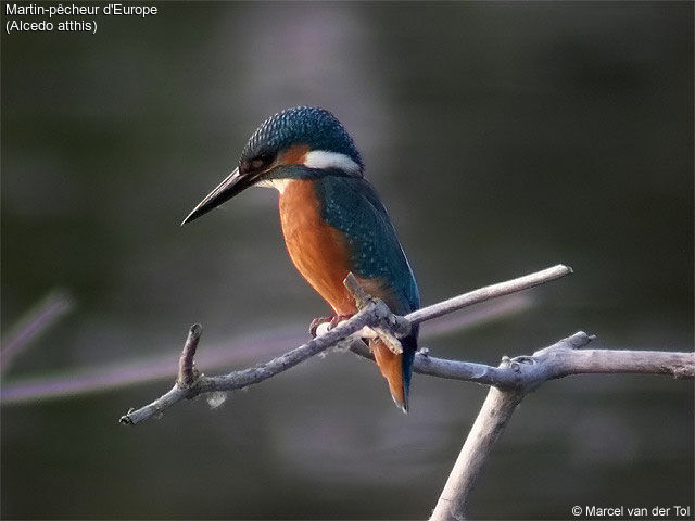 Common Kingfisher