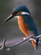 Common Kingfisher