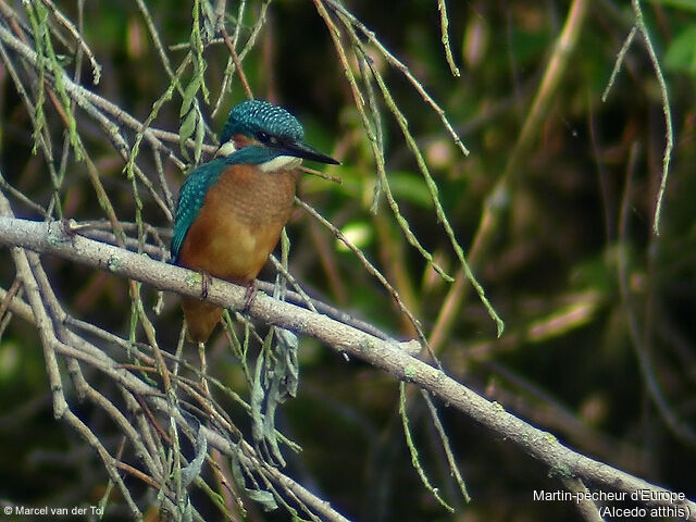 Common Kingfisher