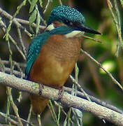 Common Kingfisher