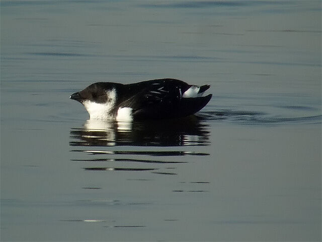 Little Auk