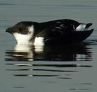 Little Auk