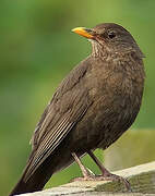 Common Blackbird