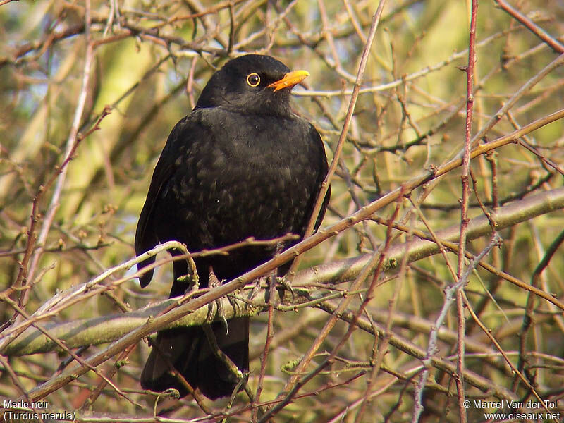 Common Blackbird