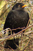 Common Blackbird