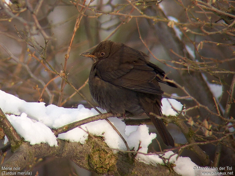 Common Blackbird