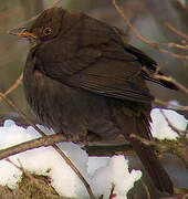 Common Blackbird