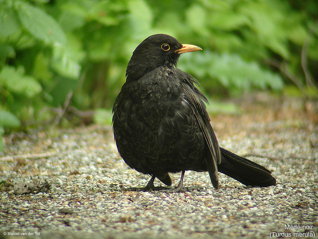 Common Blackbird