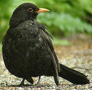 Common Blackbird