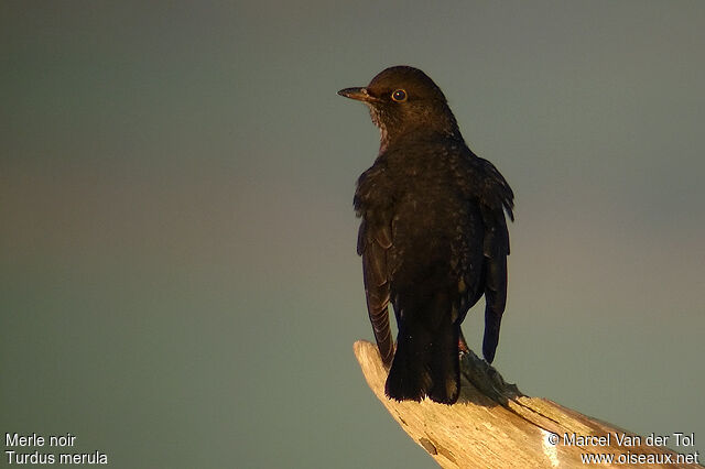 Common Blackbird