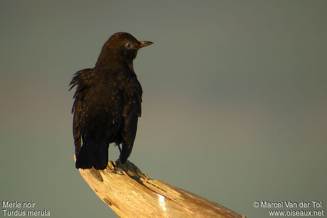 Common Blackbird