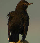 Common Blackbird