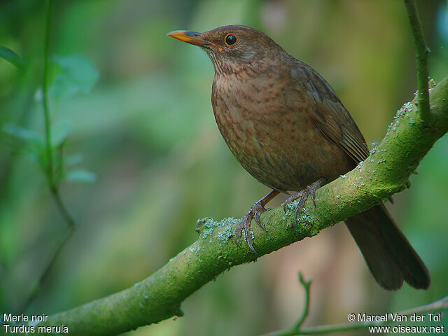 Common Blackbird female adult