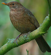 Common Blackbird