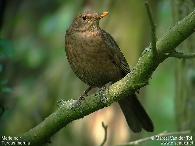 Common Blackbird female adult