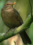 Common Blackbird