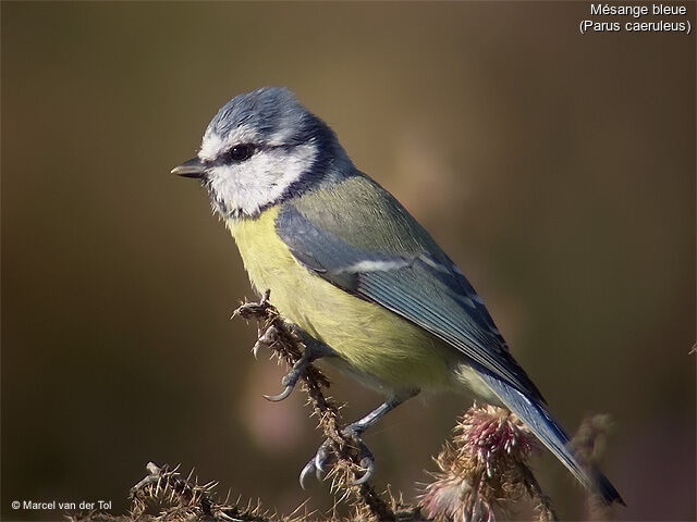 Eurasian Blue Tit