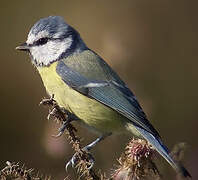 Mésange bleue