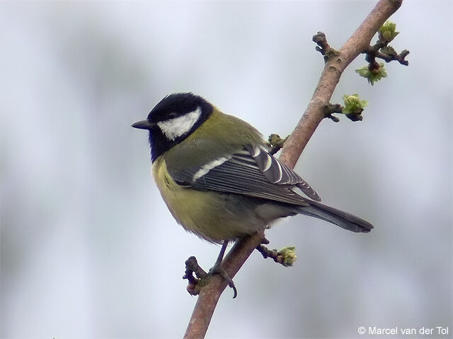 Mésange charbonnière