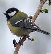 Great Tit