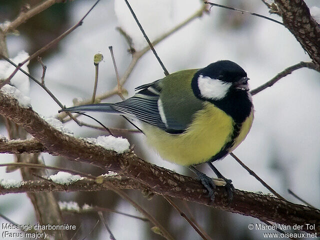 Great Tit