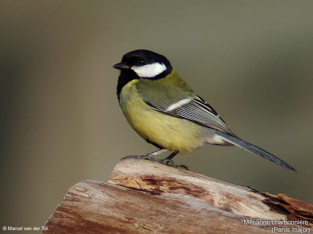 Great Tit