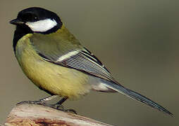 Great Tit