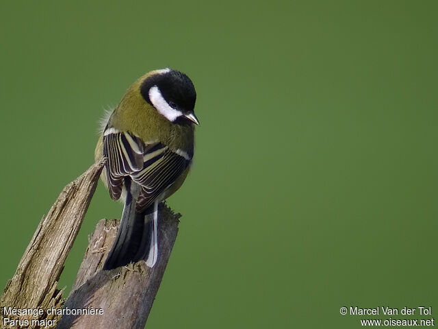 Great Tit