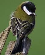 Mésange charbonnière