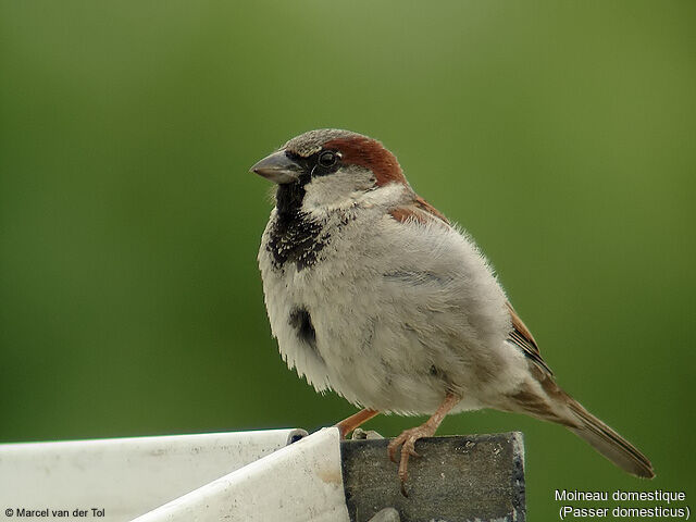 House Sparrow